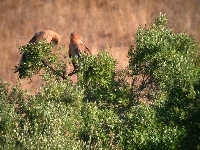 Águila Imperial