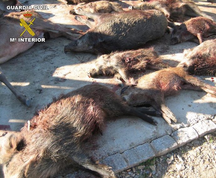 Piezas abatidas en una montería ilegal