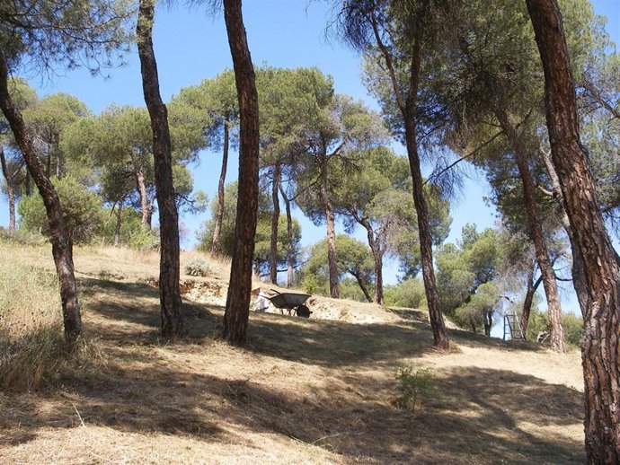 Vista Del Cementerio Judío, Ubicado En El Pinarillo De Segovia
