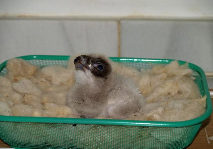 Primer quebrantahuesos nacido en el Centro de Cría de Cazorla