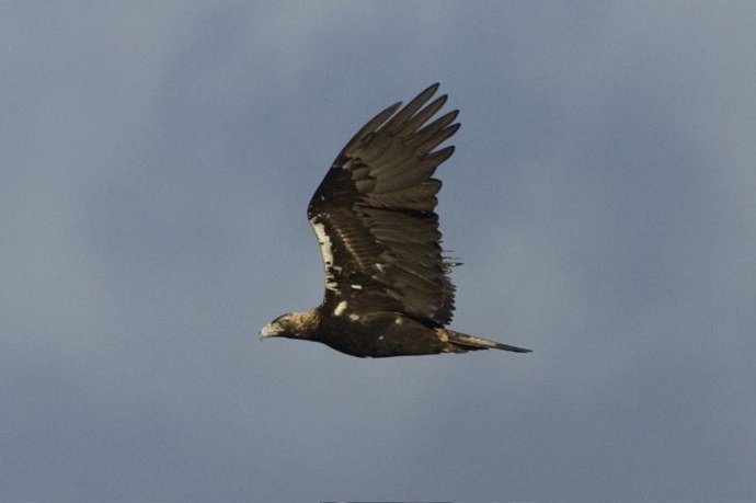Águila imperial en vuelo