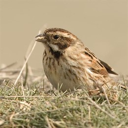 pajaro escribano palustre