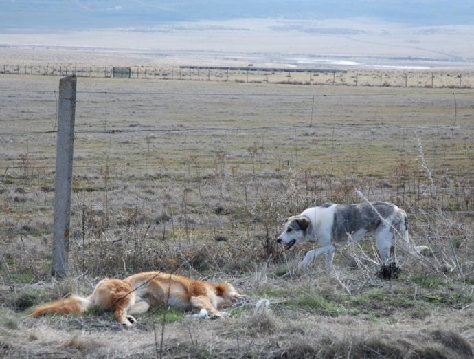 Una Perra Permanece Quince Días Al Lado De Su Compañero Muerto