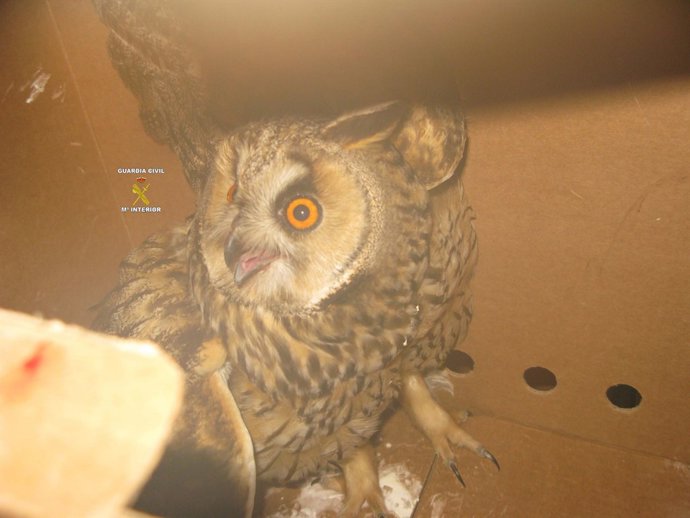Búho Rescatado