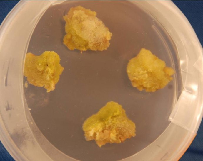 Semilla biocombustible espacio