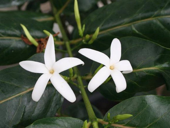 Flor blanca conocida como Café Marrón, en la Isla de Rodríguez