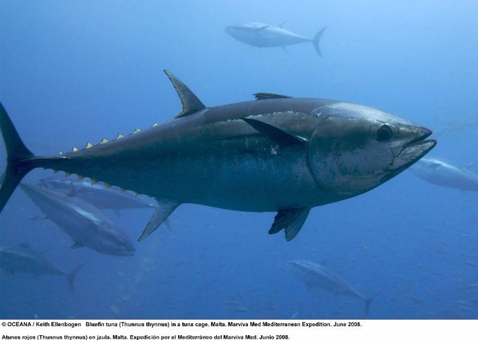El comercio del atún rojo podría ser prohibido en 2011