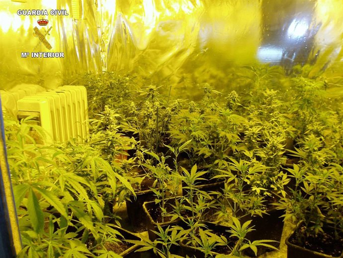 Marihuana Intervenida