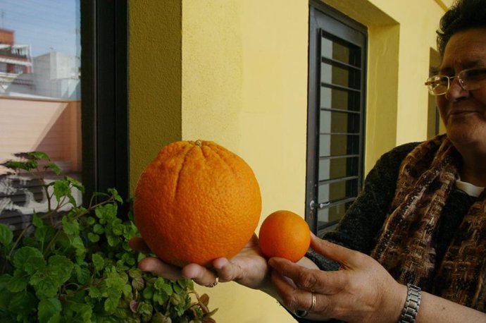 Naranja De 1,5 Kilogramos En Huelva