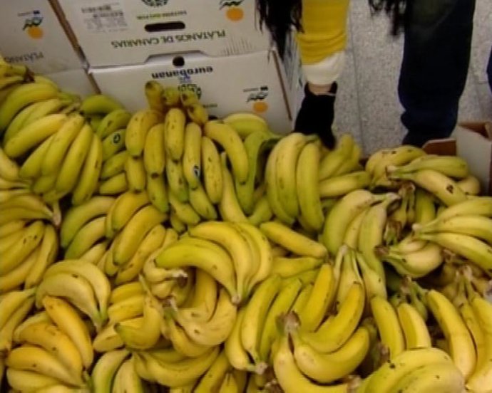 El plátano canario en peligro