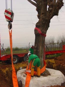 Técnicos Trasladan Un Árbol