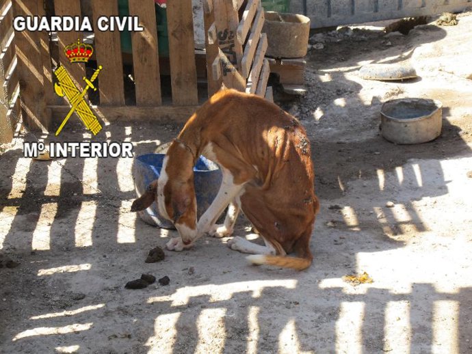 Uno de los perros abandonados por su dueño