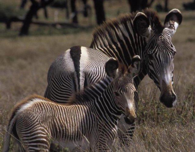 La cebra grevy, en situación de 