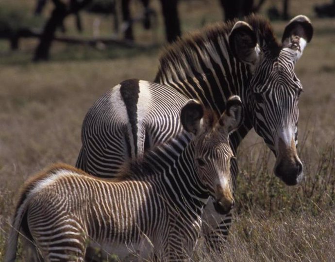 La cebra grevy se destaca por sus rayas, que son más estrechas