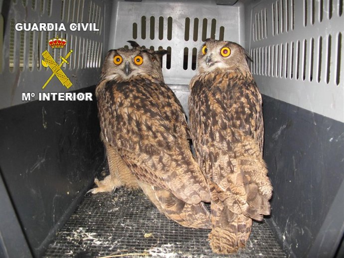 Ejemplares De Búho Real Intervenidos En Un Gallinero De Chiclana