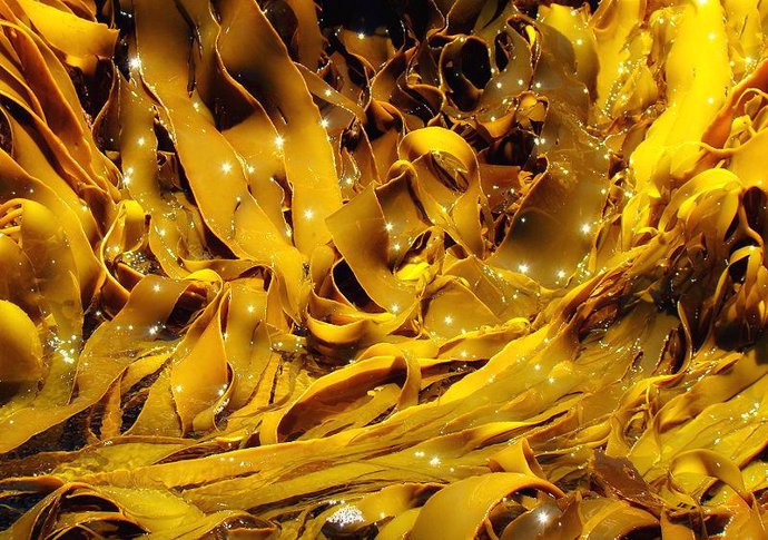 Kelp, Alga Marina