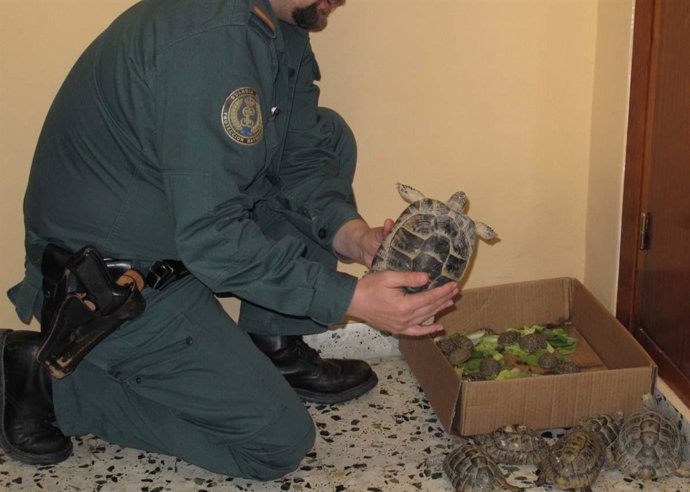 Tortugas Localizadas