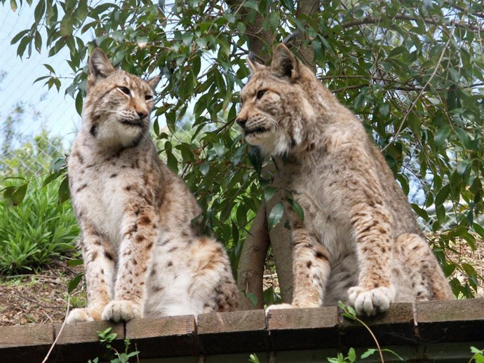 Linces En Selwo Aventura