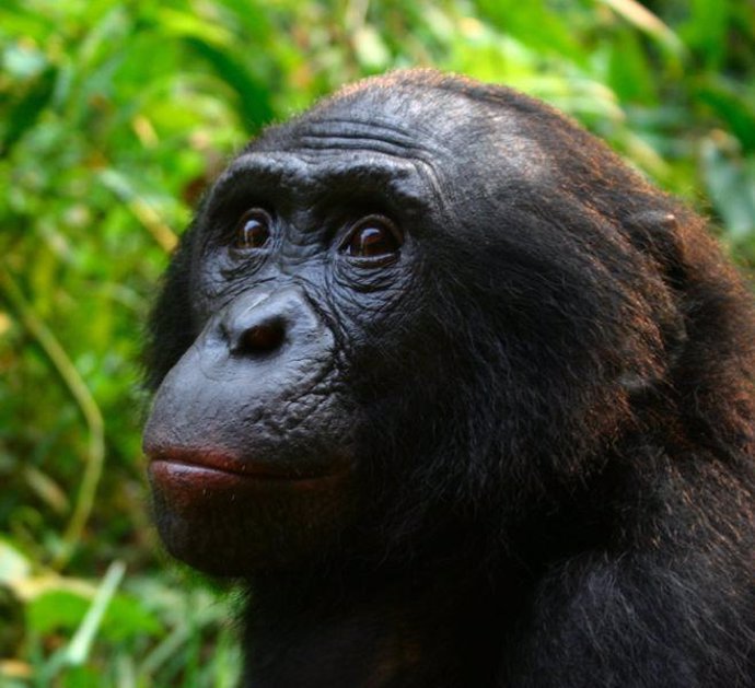Bonobo, Simio, Primate