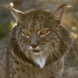 Lince Ibérico