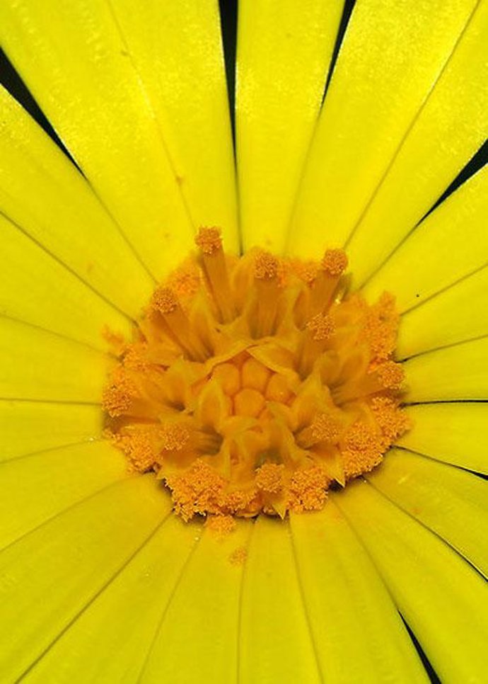 Alergia, Polen, Flor