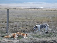 vacaciones con mascota