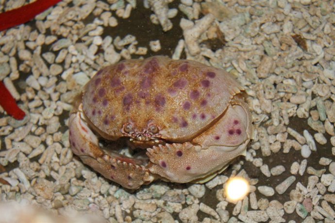 Ejemplar De Cangrejo Real