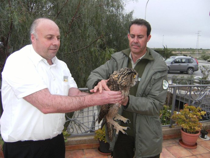 Búho Real Rescatado En Almería