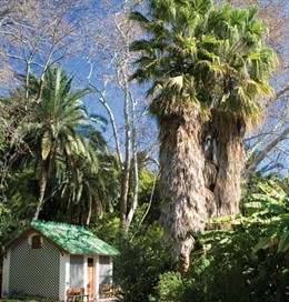 Palmera Washingtonia