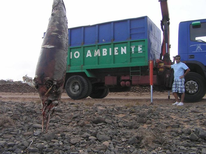 Hallado Un Nuevo Cetáceo Varado En Fuerteventura.