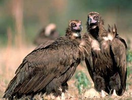 Pareja de Buitres Negros en el Parque Nacional de Cabañeros