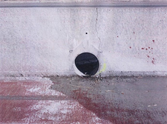 Uno De Los 'Salvoconductos' Para Los Anfibios