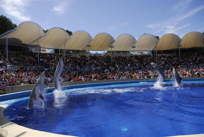 Una Exhibición De Delfines En El Zoo 