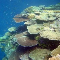 Un vertido de petróleo procedente de un barco chino encallado se aproxima a la Gran Barrera de Coral