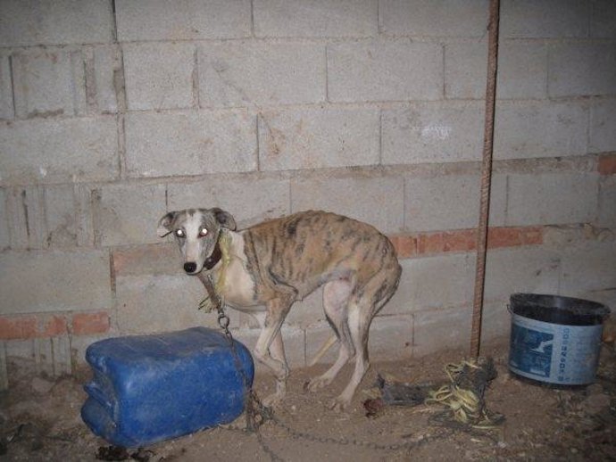Galgo