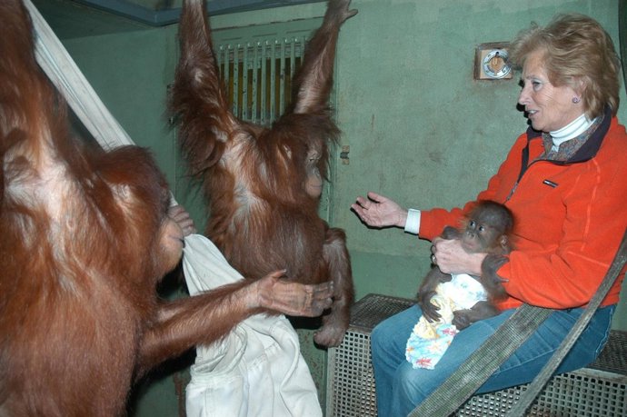 Orangutanes De Sumatra Santillana