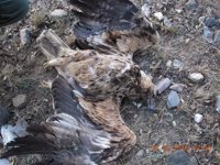 Halladas muertas dos águilas imperiales, un buitre y dos milanos envenenados en Riocabadado y Pozanco (Ávila)