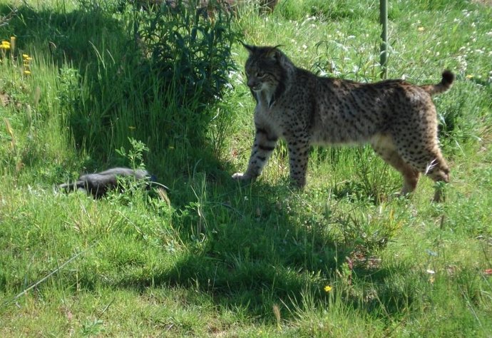 'Camarina', La Madre De Los Dos Nuevos Cachorros De Lince Nacidos En Cautividad