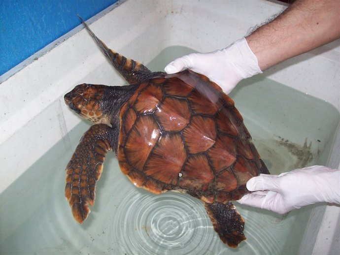 Tortuga Boba Rescatada En Almería