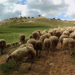 Ovejas, Rebaño. Pastoreo