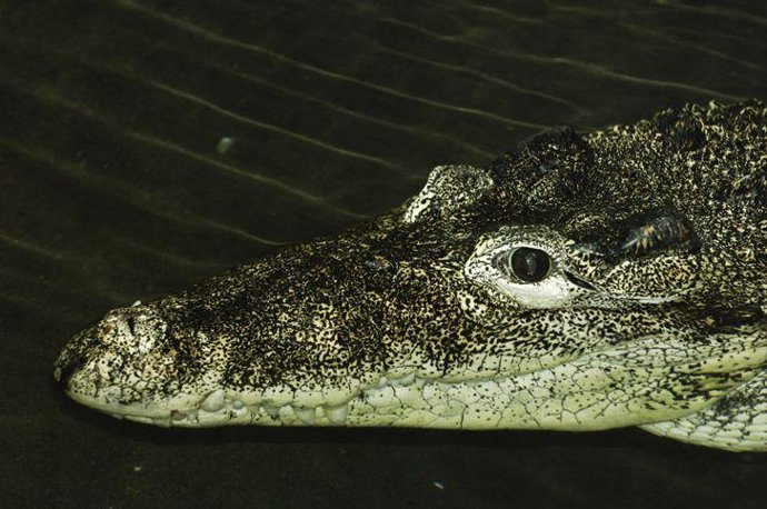 Cocodrilo cubano, sólo habita en dos pequeñas zonas del país caribeño