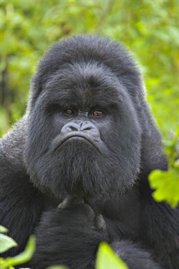 Instantánea del documental de la BBC 'El Gran Rift'