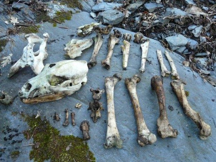 Los Restos Hallados En Páramo Del Sil (León)