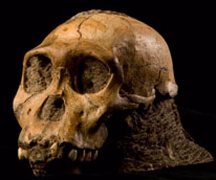 Austrolopithecus, Hominido