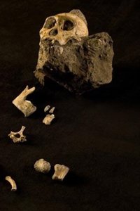 Google Earth ayuda en el descubrimiento del Australopithecus sediba