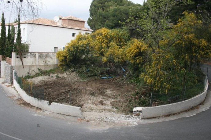 Algarrobo Centenario Talado.