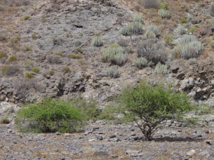 La Eliminación Del Arbusto Puede Ser Fácil Pero Costosa, Según Los Expertos