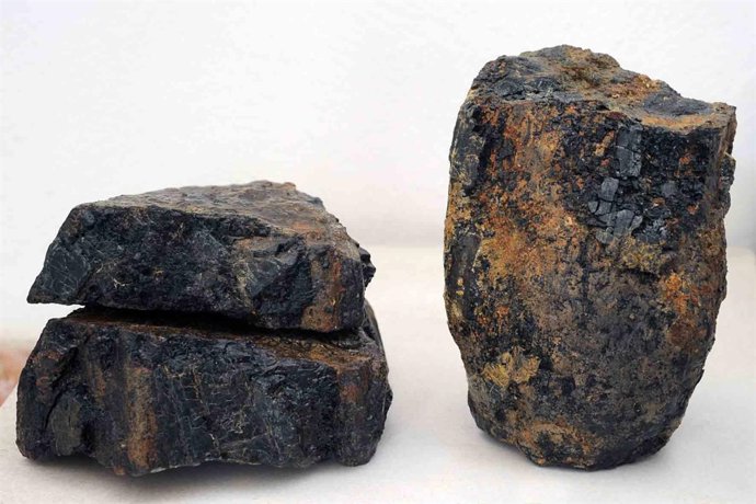 Fósiles De Más De 340 Millones De Años De Antigüedad Hallados Hace Unos Días