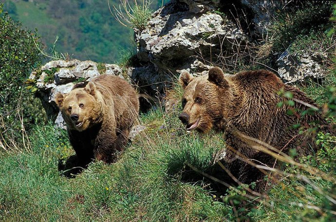 Las Osas 'Paca' Y 'Tola'.