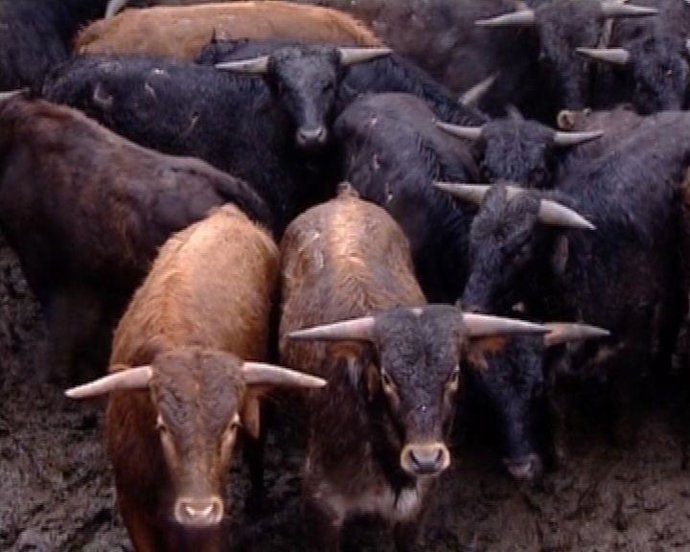 El Toro, Como Reclamo Turísitico En Sevilla, Huelva Y Cádiz